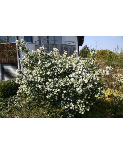 Чубушник вінечний Снігопад | Чубушник венечный Снегопад | Philadelphus coronarius Schneesturm