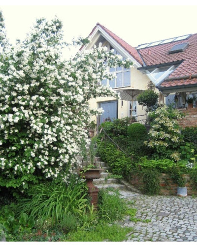 Чубушник вінечний Снігопад | Чубушник венечный Снегопад | Philadelphus coronarius Schneesturm