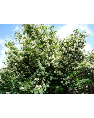 Чубушник вінечний Снігопад | Чубушник венечный Снегопад | Philadelphus coronarius Schneesturm