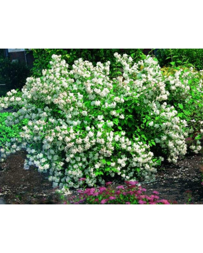 Чубушник вінечний Снігопад | Чубушник венечный Снегопад | Philadelphus coronarius Schneesturm