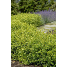 Самшит дрібнолистий Вінтер Джем | Buxus microphylla Winter Gem | Самшит мелколистный Винтер Джем