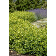 Самшит дрібнолистий Вінтер Джем | Buxus microphylla Winter Gem | Самшит мелколистный Винтер Джем