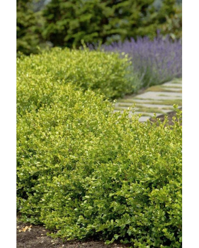 Самшит дрібнолистий Вінтер Джем | Buxus microphylla Winter Gem | Самшит мелколистный Винтер Джем