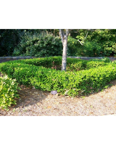 Самшит дрібнолистий Вінтер Джем | Buxus microphylla Winter Gem | Самшит мелколистный Винтер Джем