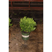 Самшит дрібнолистий Вінтер Джем | Buxus microphylla Winter Gem | Самшит мелколистный Винтер Джем