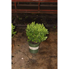 Самшит дрібнолистий Вінтер Джем | Buxus microphylla Winter Gem | Самшит мелколистный Винтер Джем