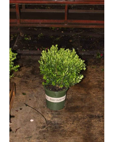 Самшит дрібнолистий Вінтер Джем | Buxus microphylla Winter Gem | Самшит мелколистный Винтер Джем