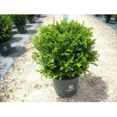 Самшит дрібнолистий Вінтер Джем | Buxus microphylla Winter Gem | Самшит мелколистный Винтер Джем