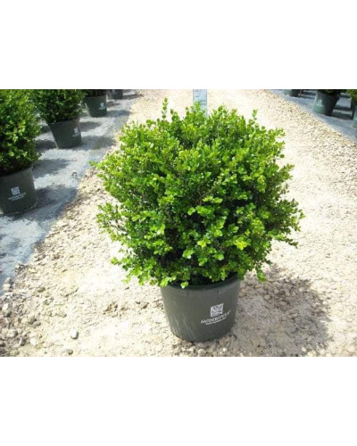 Самшит дрібнолистий Вінтер Джем | Buxus microphylla Winter Gem | Самшит мелколистный Винтер Джем