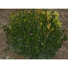 Самшит дрібнолистий Вінтер Джем | Buxus microphylla Winter Gem | Самшит мелколистный Винтер Джем
