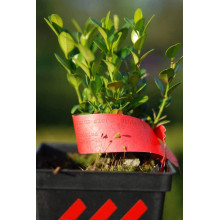 Самшит дрібнолистий Вінтер Джем | Buxus microphylla Winter Gem | Самшит мелколистный Винтер Джем