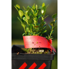 Самшит дрібнолистий Вінтер Джем | Buxus microphylla Winter Gem | Самшит мелколистный Винтер Джем