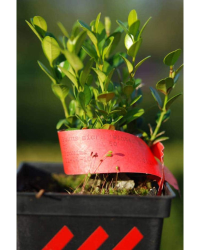 Самшит дрібнолистий Вінтер Джем | Buxus microphylla Winter Gem | Самшит мелколистный Винтер Джем