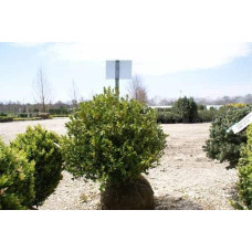 Самшит дрібнолистий Вінтер Джем | Buxus microphylla Winter Gem | Самшит мелколистный Винтер Джем
