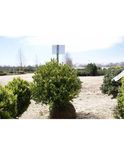 Самшит дрібнолистий Вінтер Джем | Buxus microphylla Winter Gem | Самшит мелколистный Винтер Джем