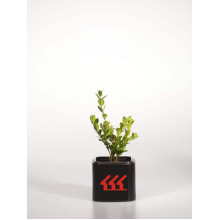 Самшит дрібнолистий Вінтер Джем | Buxus microphylla Winter Gem | Самшит мелколистный Винтер Джем