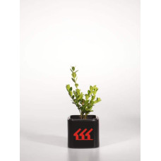 Самшит дрібнолистий Вінтер Джем | Buxus microphylla Winter Gem | Самшит мелколистный Винтер Джем