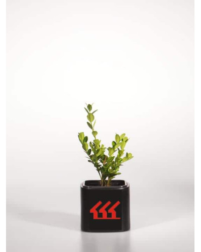 Самшит дрібнолистий Вінтер Джем | Buxus microphylla Winter Gem | Самшит мелколистный Винтер Джем
