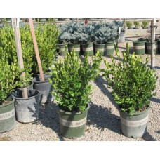 Самшит дрібнолистий Вінтер Джем | Buxus microphylla Winter Gem | Самшит мелколистный Винтер Джем