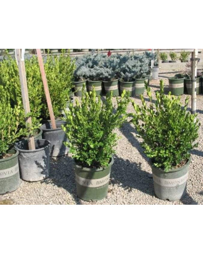 Самшит дрібнолистий Вінтер Джем | Buxus microphylla Winter Gem | Самшит мелколистный Винтер Джем