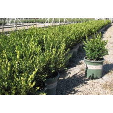 Самшит дрібнолистий Вінтер Джем | Buxus microphylla Winter Gem | Самшит мелколистный Винтер Джем