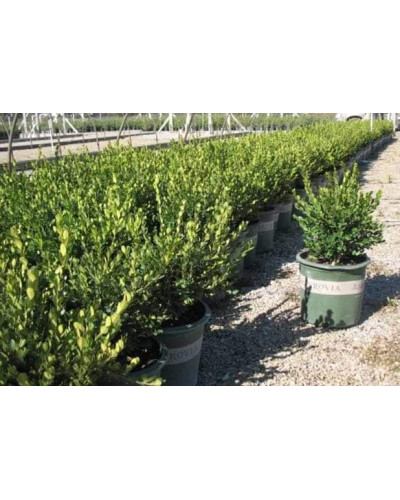 Самшит дрібнолистий Вінтер Джем | Buxus microphylla Winter Gem | Самшит мелколистный Винтер Джем