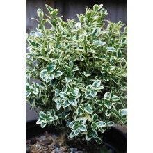 Самшит вічнозелений Елеганс | Buxus sempervirens Elegans | Самшит вечнозеленый Элеганс