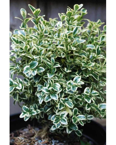 Самшит вічнозелений Елеганс | Buxus sempervirens Elegans | Самшит вечнозеленый Элеганс