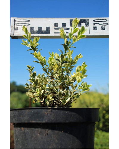 Самшит вічнозелений Елеганс | Buxus sempervirens Elegans | Самшит вечнозеленый Элеганс