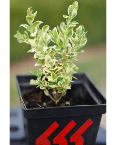 Самшит вічнозелений Елеганс | Buxus sempervirens Elegans | Самшит вечнозеленый Элеганс