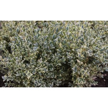 Самшит вічнозелений Елеганс | Buxus sempervirens Elegans | Самшит вечнозеленый Элеганс