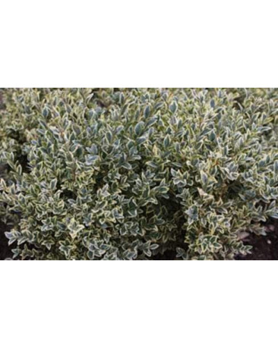 Самшит вічнозелений Елеганс | Buxus sempervirens Elegans | Самшит вечнозеленый Элеганс