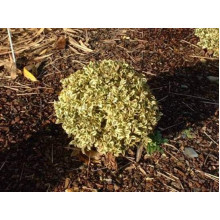Самшит вічнозелений Елеганс | Buxus sempervirens Elegans | Самшит вечнозеленый Элеганс