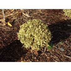 Самшит вічнозелений Елеганс | Buxus sempervirens Elegans | Самшит вечнозеленый Элеганс