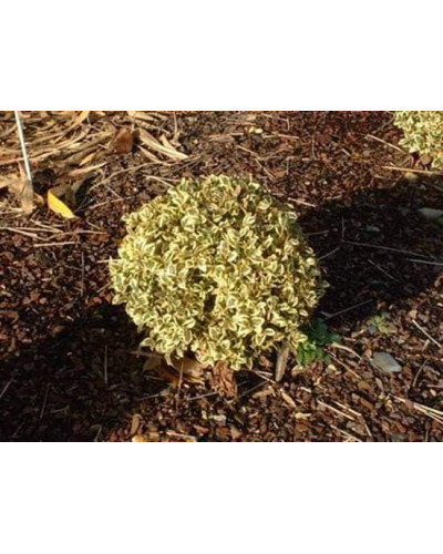 Самшит вічнозелений Елеганс | Buxus sempervirens Elegans | Самшит вечнозеленый Элеганс