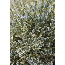 Самшит вічнозелений Елеганс | Buxus sempervirens Elegans | Самшит вечнозеленый Элеганс