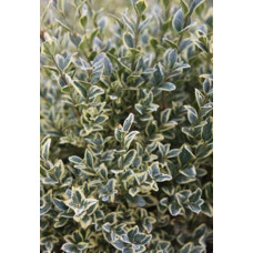 Самшит вічнозелений Елеганс | Buxus sempervirens Elegans | Самшит вечнозеленый Элеганс