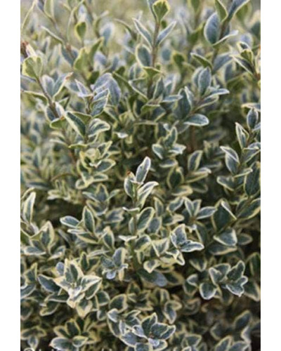 Самшит вічнозелений Елеганс | Buxus sempervirens Elegans | Самшит вечнозеленый Элеганс