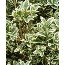 Самшит вічнозелений Елеганс | Buxus sempervirens Elegans | Самшит вечнозеленый Элеганс