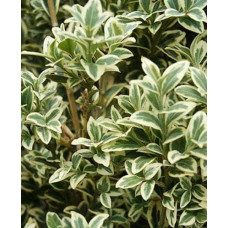 Самшит вічнозелений Елеганс | Buxus sempervirens Elegans | Самшит вечнозеленый Элеганс