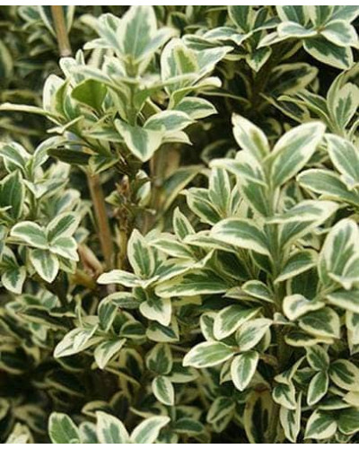 Самшит вічнозелений Елеганс | Buxus sempervirens Elegans | Самшит вечнозеленый Элеганс
