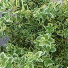 Самшит вічнозелений Елеганс | Buxus sempervirens Elegans | Самшит вечнозеленый Элеганс