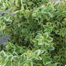 Самшит вічнозелений Елеганс | Buxus sempervirens Elegans | Самшит вечнозеленый Элеганс
