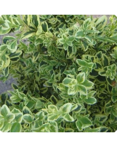 Самшит вічнозелений Елеганс | Buxus sempervirens Elegans | Самшит вечнозеленый Элеганс