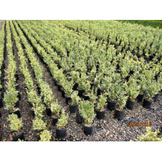 Самшит вічнозелений Елеганс | Buxus sempervirens Elegans | Самшит вечнозеленый Элеганс