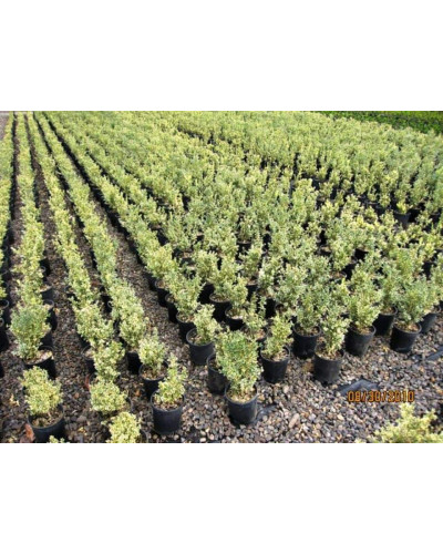 Самшит вічнозелений Елеганс | Buxus sempervirens Elegans | Самшит вечнозеленый Элеганс
