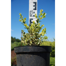 Самшит вічнозелений Елеганс | Buxus sempervirens Elegans | Самшит вечнозеленый Элеганс