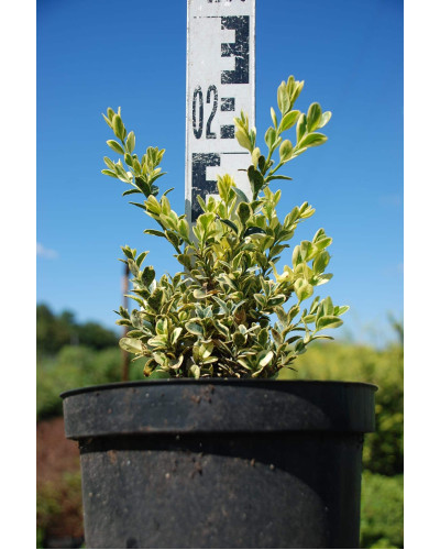 Самшит вічнозелений Елеганс | Buxus sempervirens Elegans | Самшит вечнозеленый Элеганс