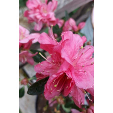 Рододендрон Мадам Галле / Азалія | Рододендрон Мадам Галле / Азалия | Rhododendron Madame Galle / Azalea