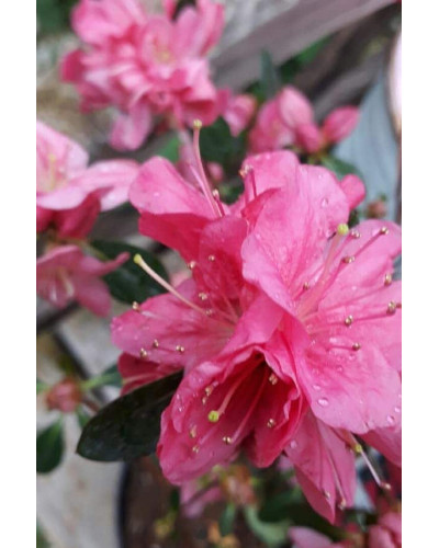 Рододендрон Мадам Галле / Азалія | Рододендрон Мадам Галле / Азалия | Rhododendron Madame Galle / Azalea